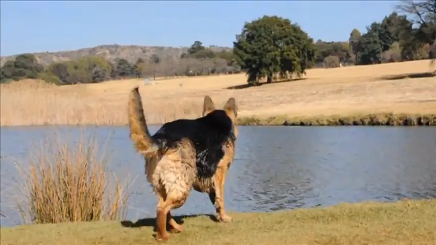 Puppy and senior dog nutrition