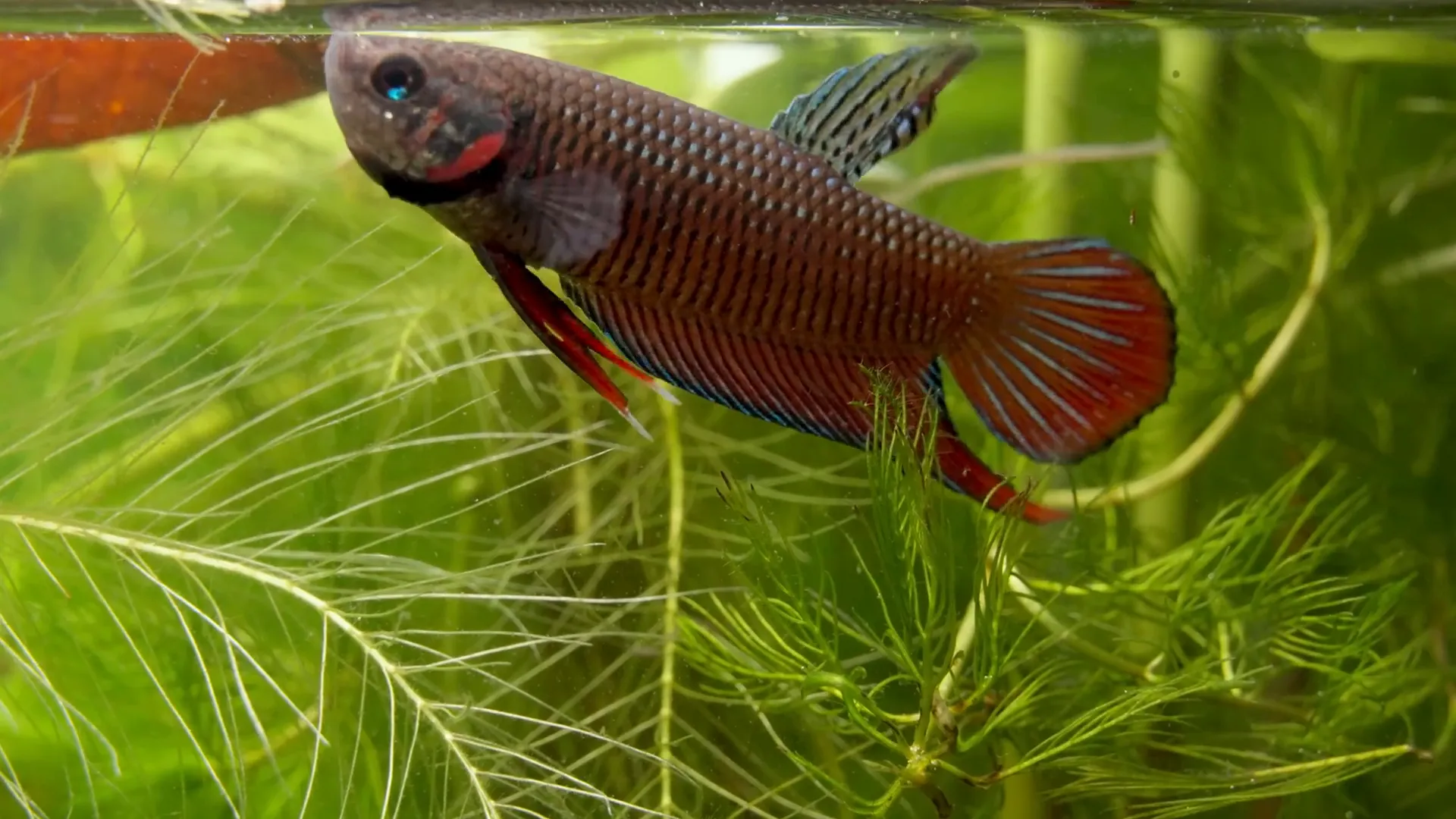 Betta splendens breathing air using labyrinth organ