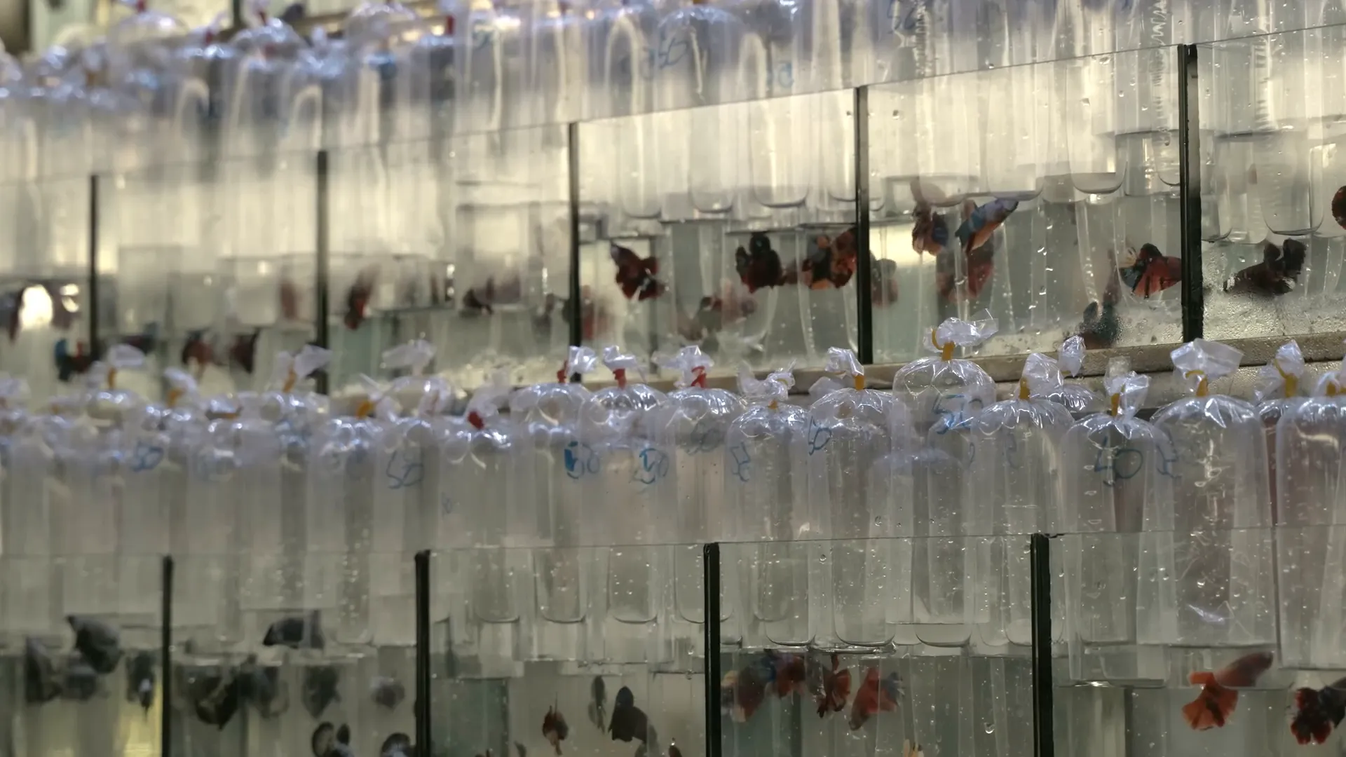 Mesmerizing dance of thousands of bettas traded in Thailand