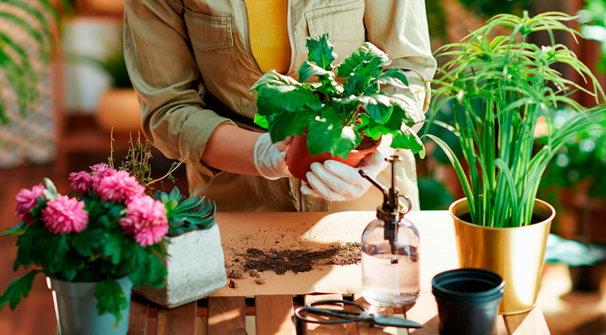 Plantas saludables en el jardín