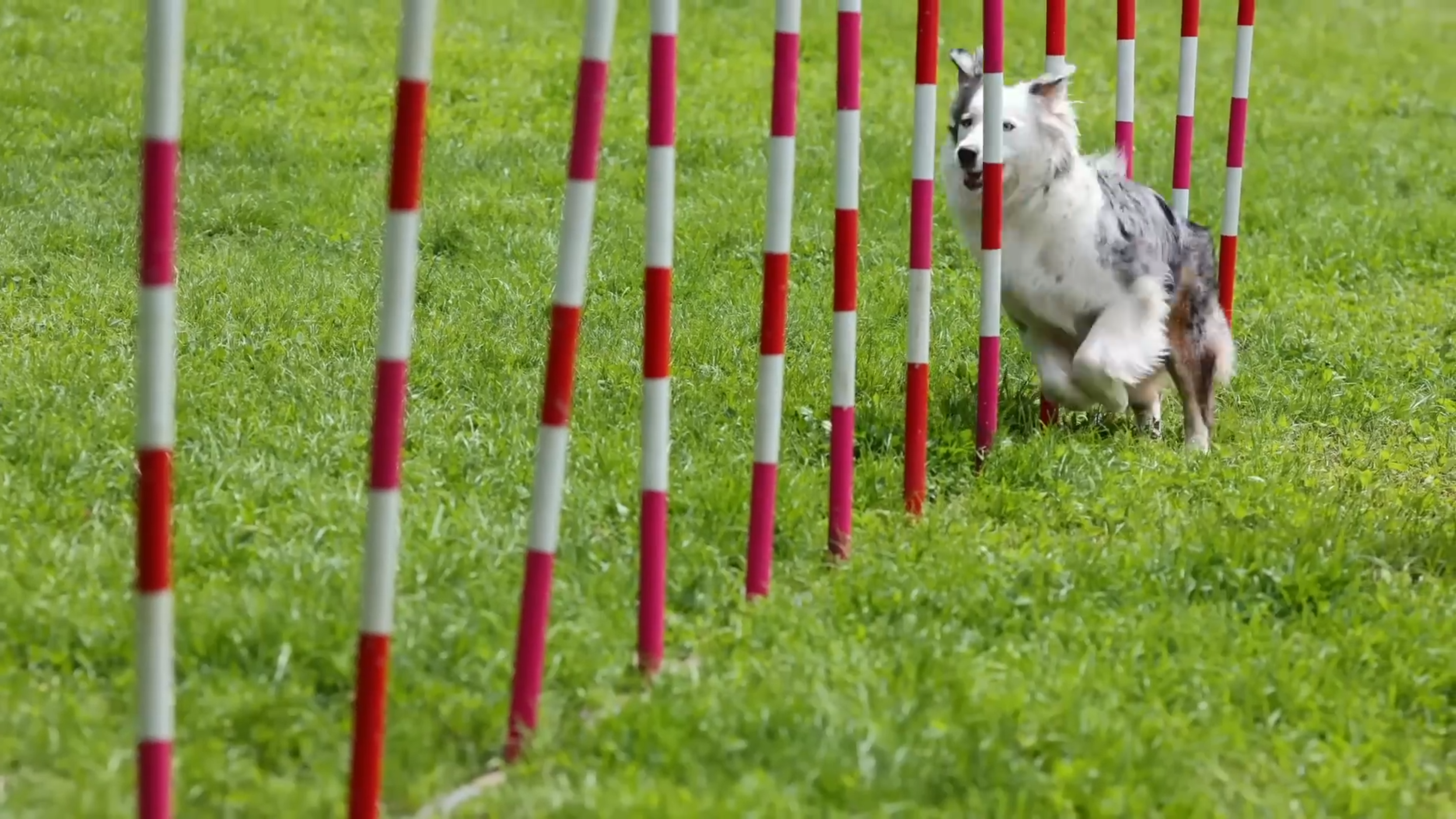 cachorro fazendo percurso em zigue zague, entre obstáculos