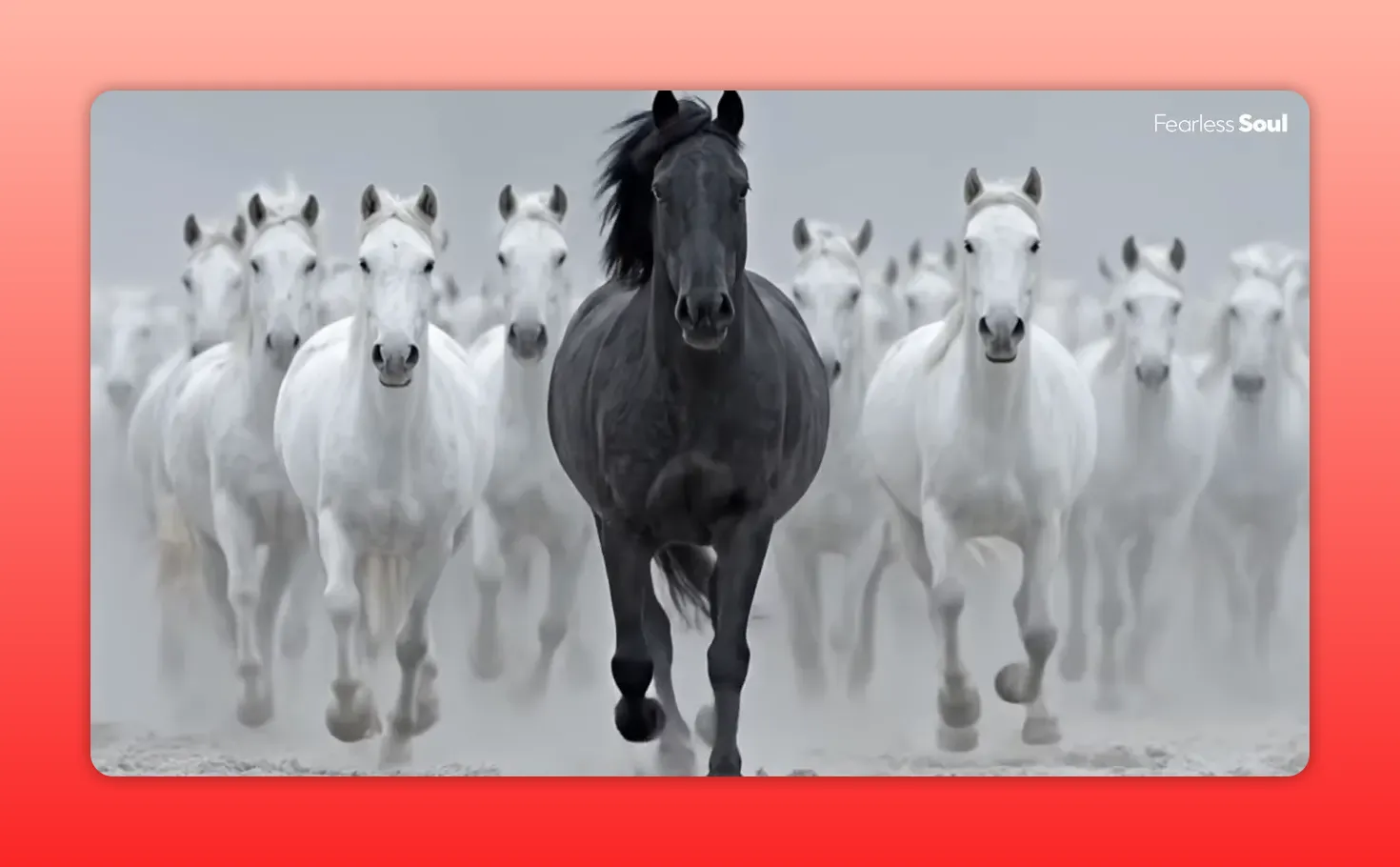 branco di cavalli bianchi in corsa con un cavallo nero al centro, immagine nitida senza testo