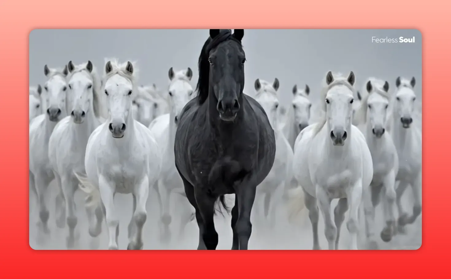 Cavallo nero che corre davanti a un gruppo di cavalli bianchi, inquadratura ampia e nitida.