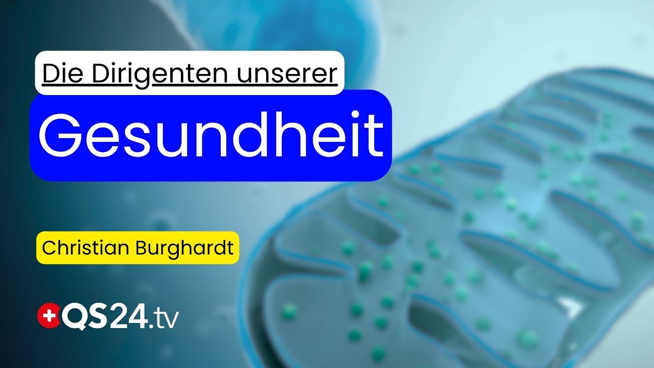 video thumbnail for 'Mitochondrien – mehr als Energie: Die geheimen Dirigenten unserer Gesundheit | Naturmedizin | QS24'