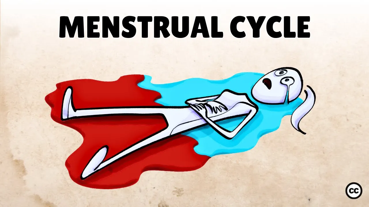 Featured image for the blog, "The Menstrual Cycle: Understanding Its Phases and Impact"