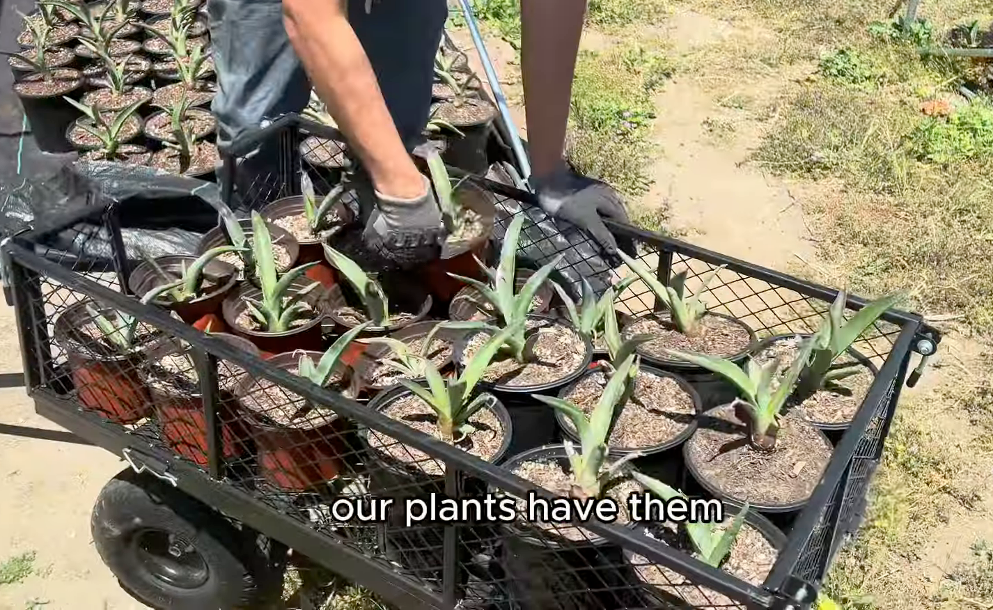 fungus agave plants being isolated in heavy duty gardening cart. 
