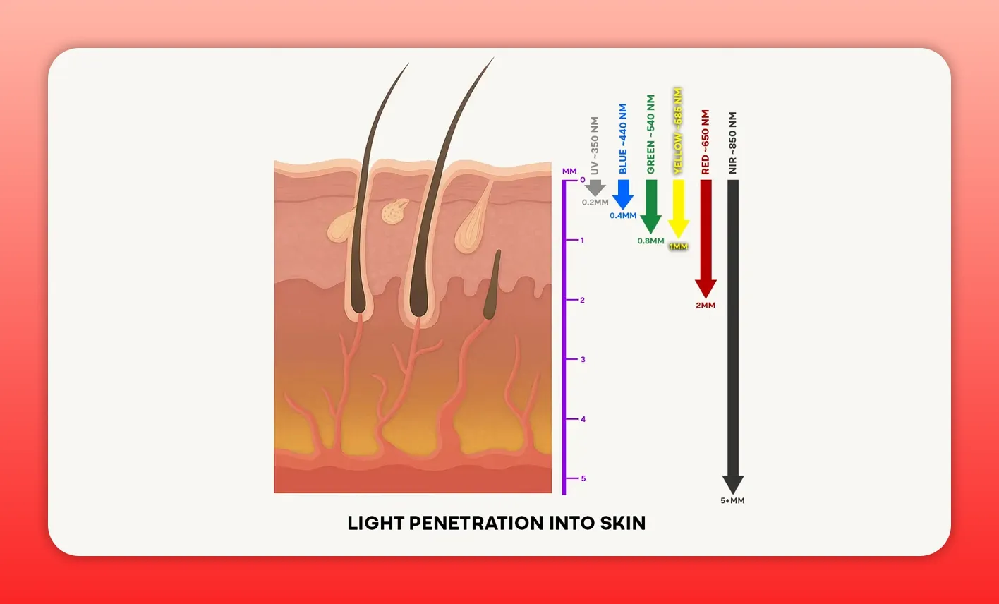 Clear cross-section diagram showing red and near-infrared (NIR) penetration depths into skin