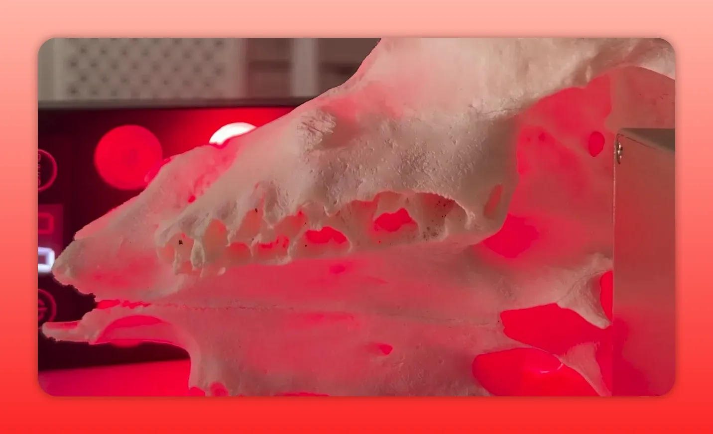 Goat skull lit by red and near-infrared emitter, showing glowing sinus and jaw cavities and bone detail