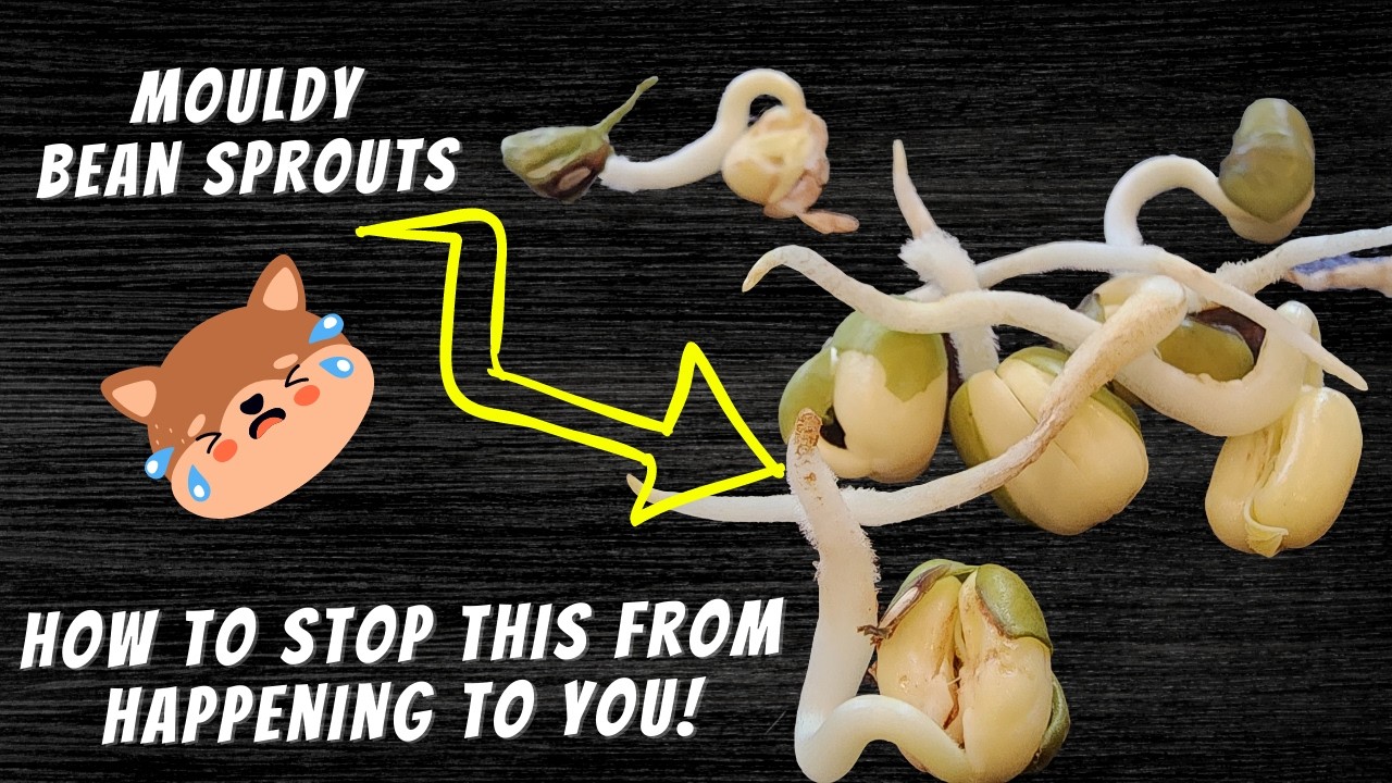 video thumbnail for 'Growing Bean Sprouts Fails (I Thought This Was Helping Them) #beansprouts #diyfood #growyourownfood'
