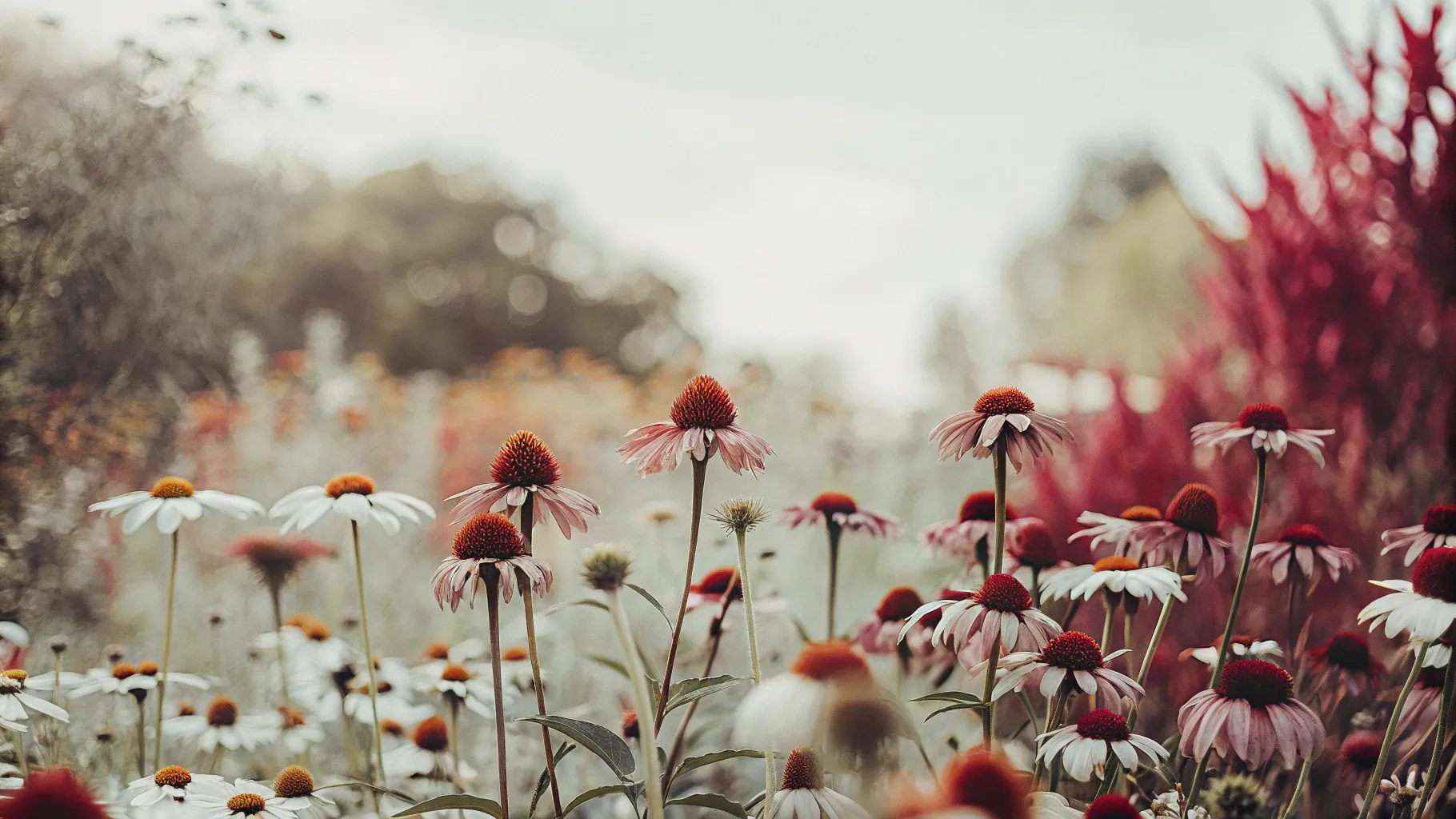 Featured image for the blog, "The Incredible World of Medicinal Herbs: Nature's Remedies"