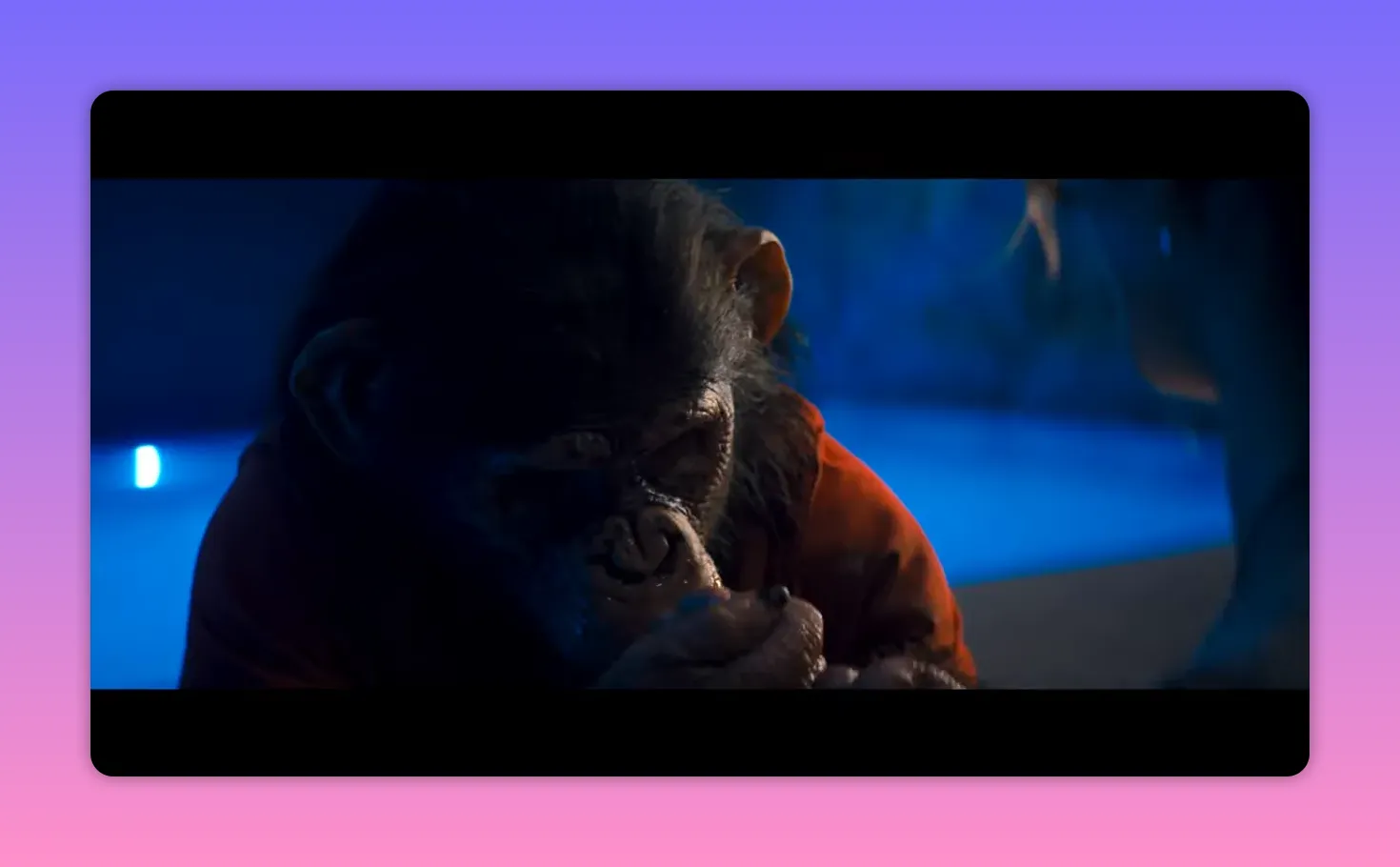 Close-up of a chimpanzee in blue light near a pool, appearing contemplative and intent.