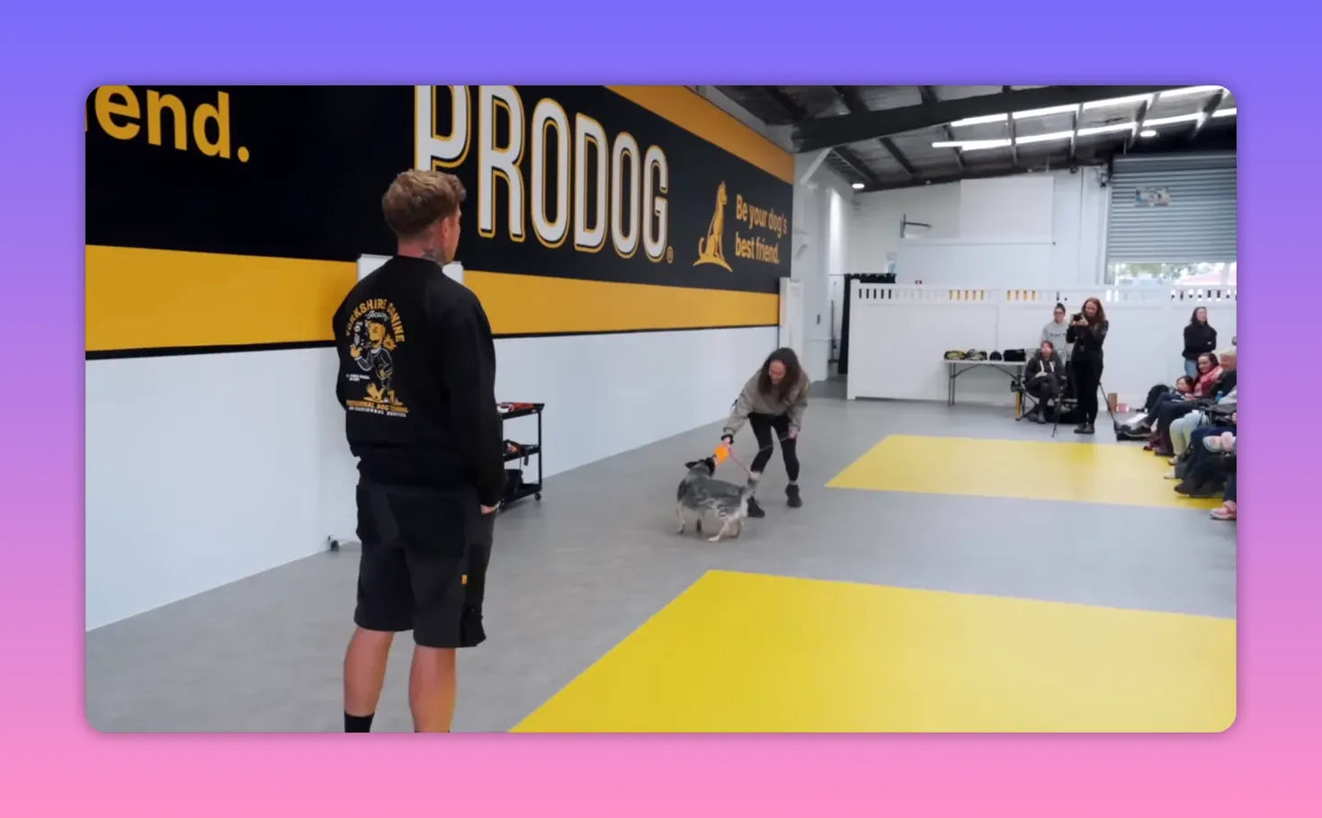 owner inviting dog to play with an orange toy during indoor training session