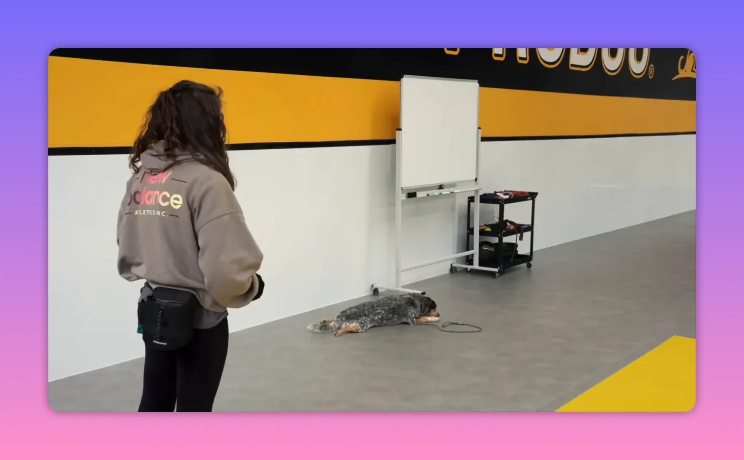 Handler standing while a dog lies down calmly on the training floor illustrating chill mode