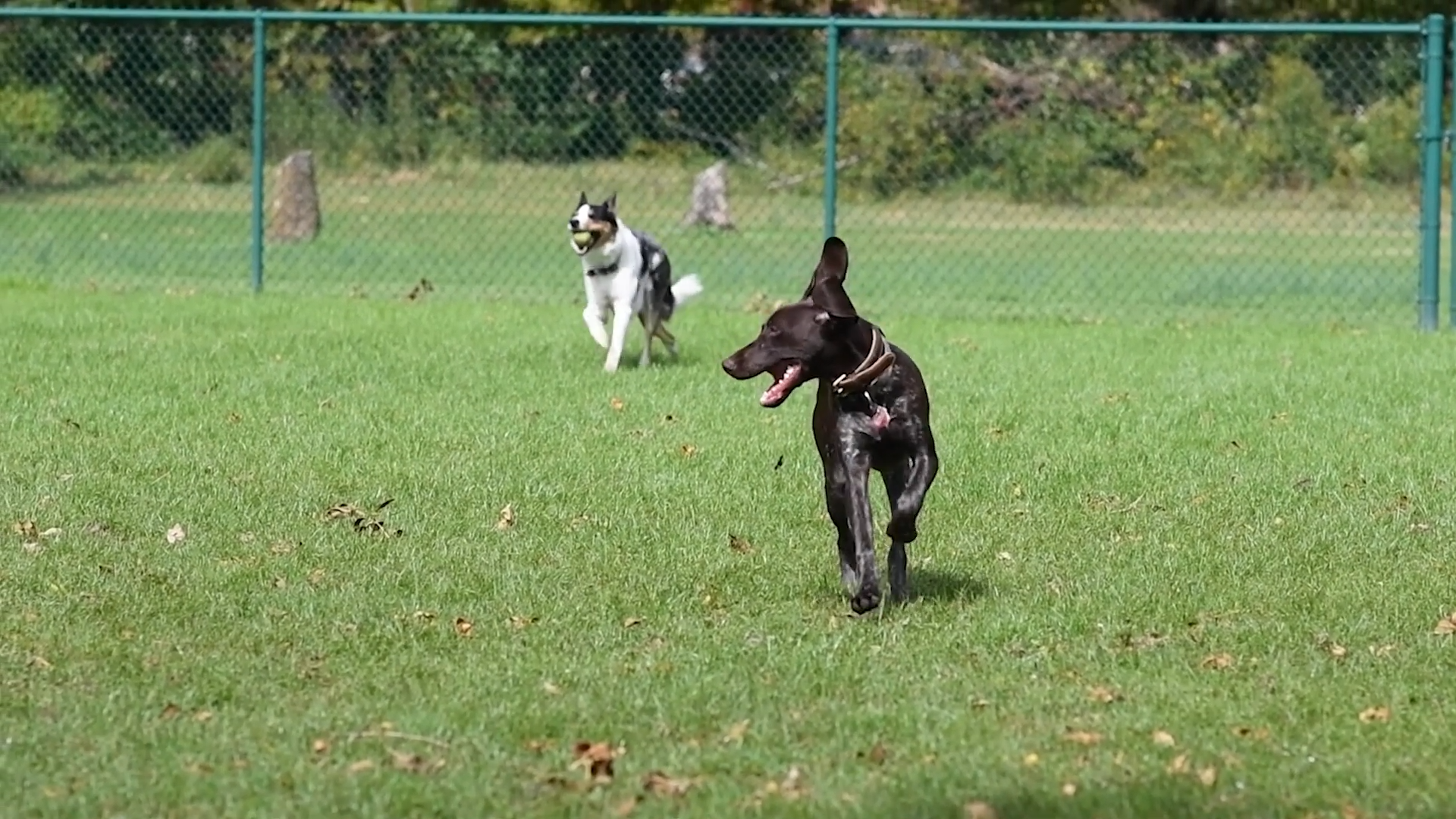 Dogs running in a park for good weather in Highlands Ranch CO.
