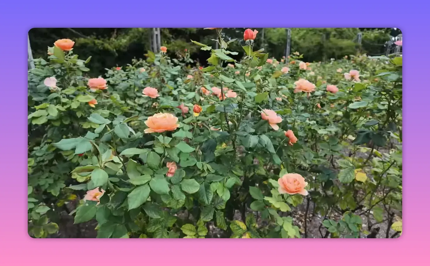 Pink roses blooming in Regent&rsquo;s Park, London
