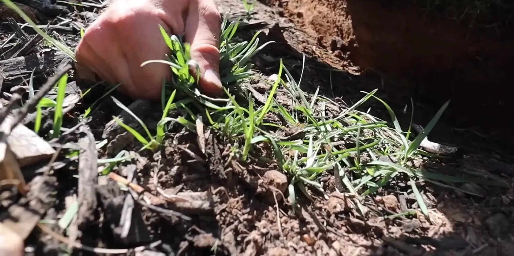 Pile of pulled weeds and unwanted plants