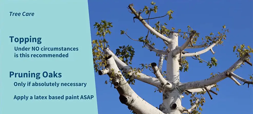 Tree that has been topped with large limbs cut off lawn care clarksville