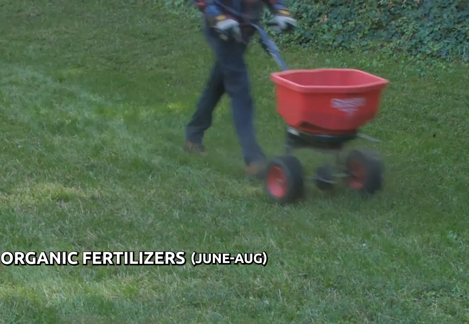 Organic fertilizers for a lush green lawn