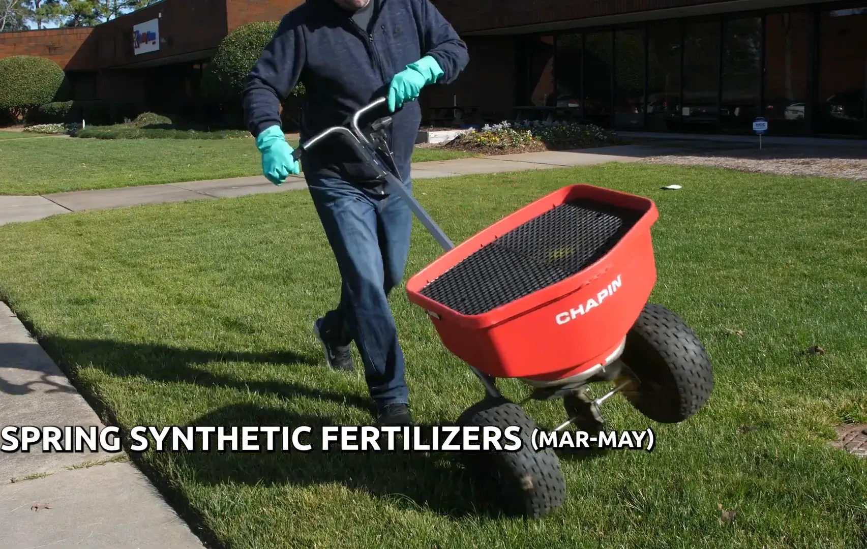 Fertilizing the lawn in spring