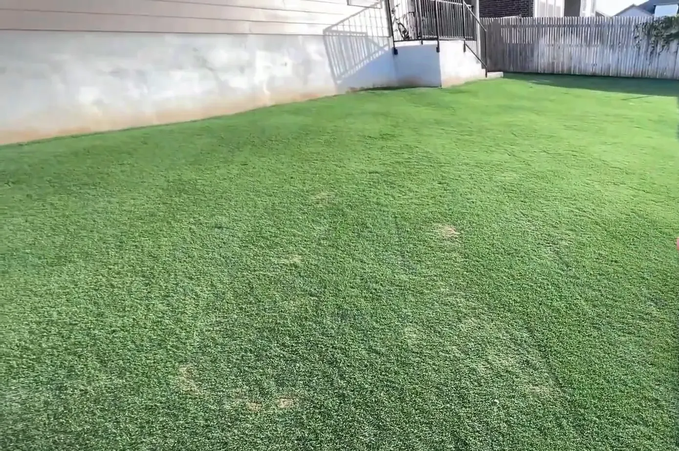 Close-up of grass showing the importance of proper mowing height