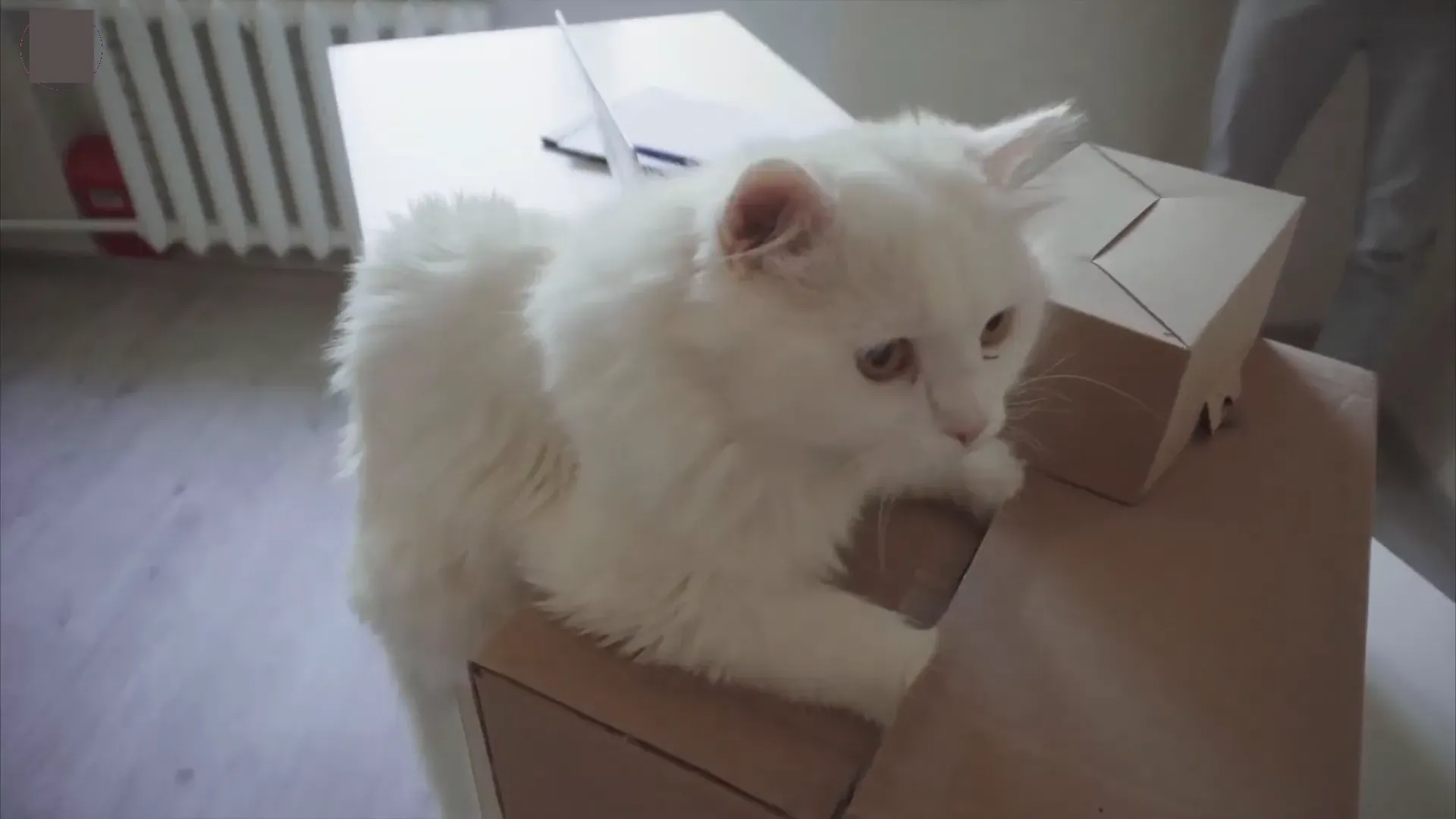 Cat playing with a cardboard box