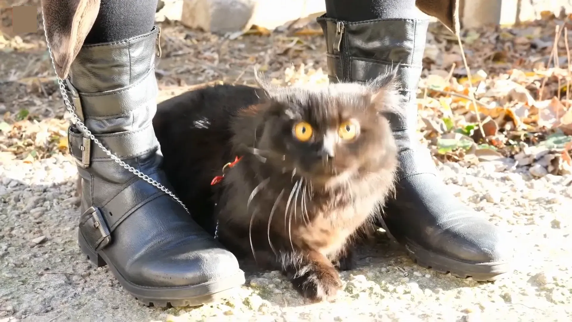 Cat on a harness exploring outdoors