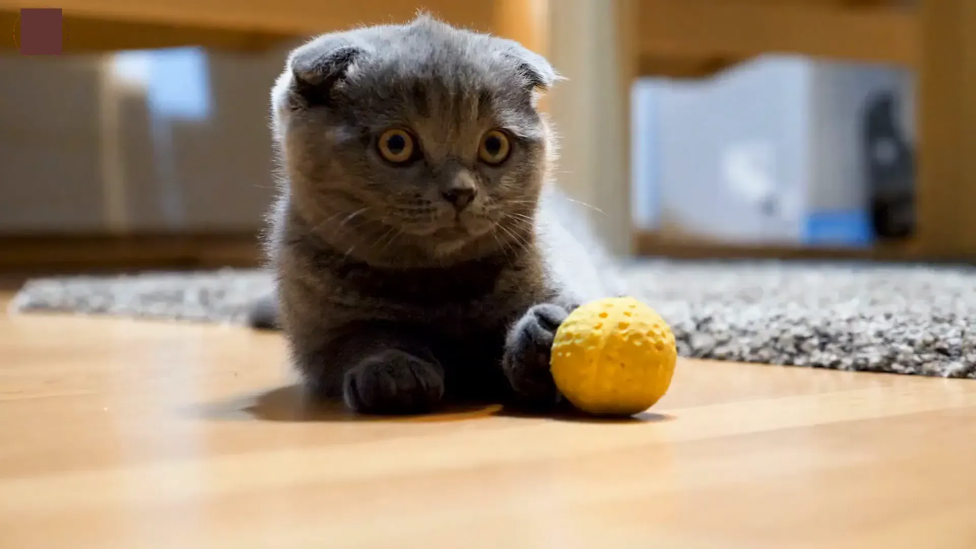 Cat playing with a food-dispensing toy