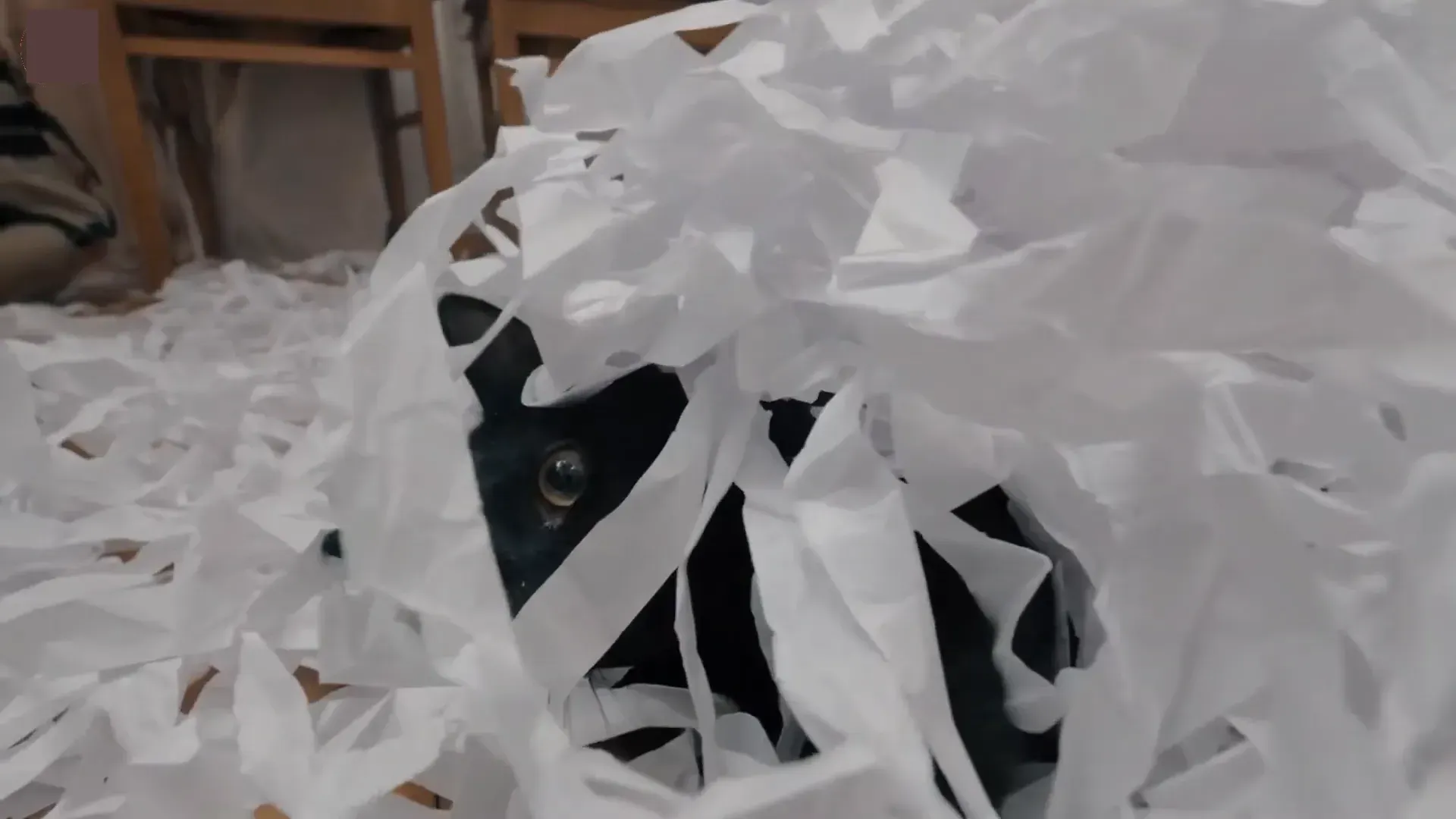 Cat playing with crinkled paper