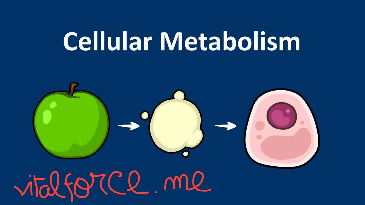 An apple, a simplified molecule, and a cell connected by arrows under Cellular Metabolism