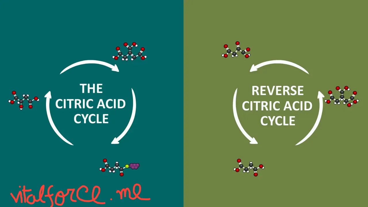 Side-by-side diagrams labeled The Citric Acid Cycle and Reverse Citric Acid Cycle with opposite circular arrows