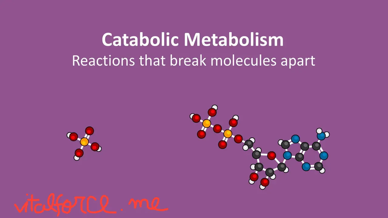Catabolic Metabolism heading above separated molecular models on a purple background