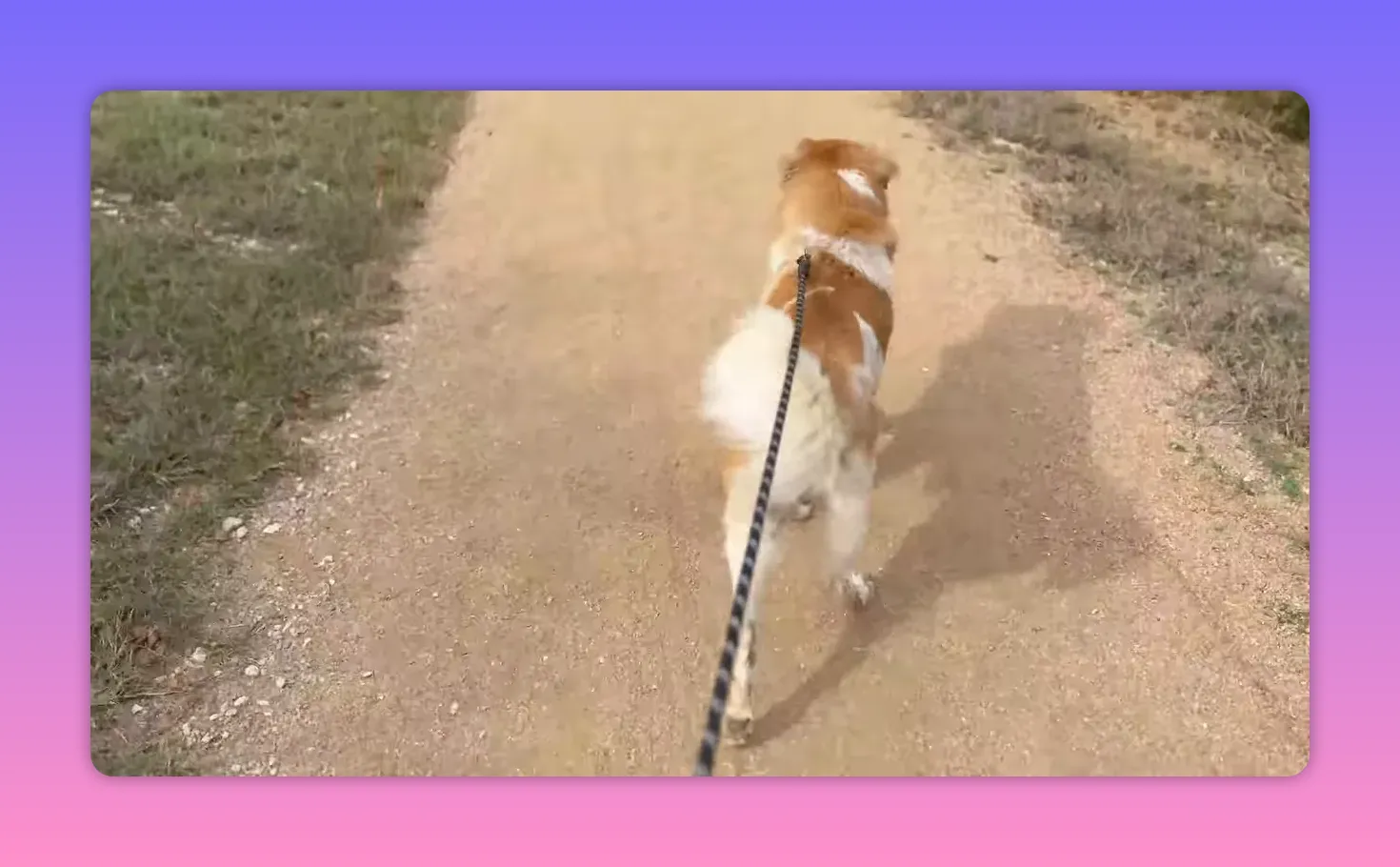 dog walking ahead on a sunlit dirt trail, viewed from behind on a leash