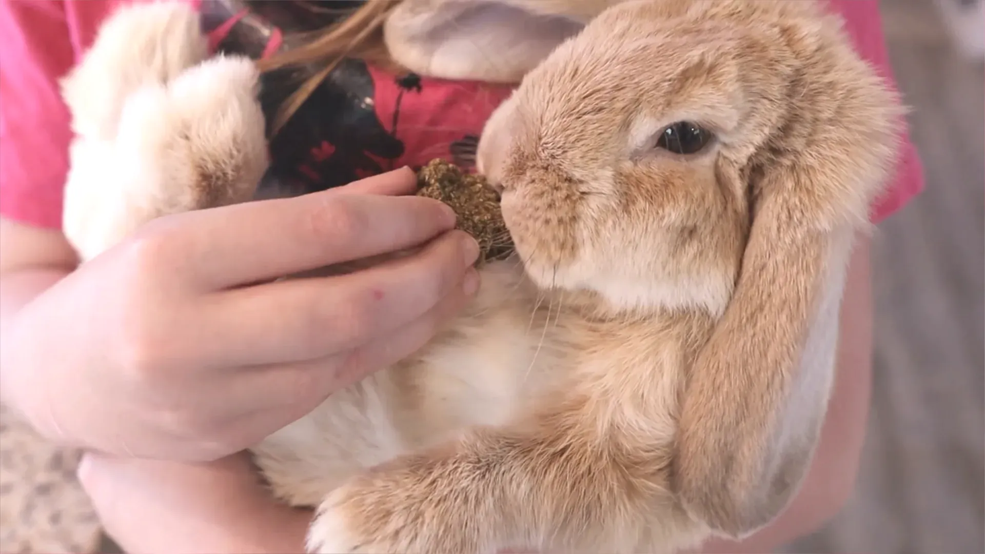 Bunnies happily tasting the homemade rabbit treats