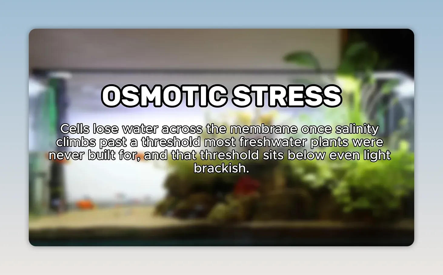 Text reading Osmotic Stress over a blurred planted aquarium