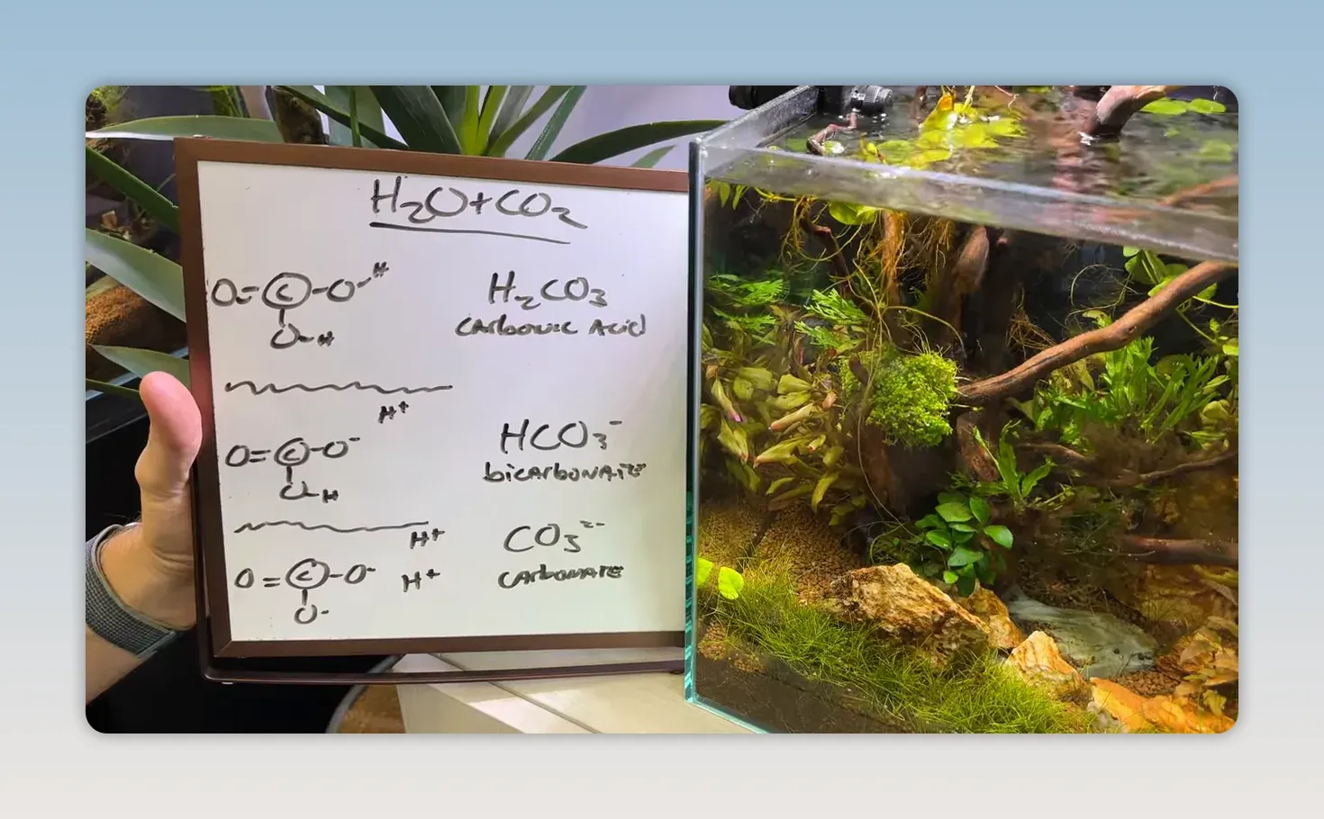 Whiteboard diagram showing carbonic acid bicarbonate and carbonate forms in water