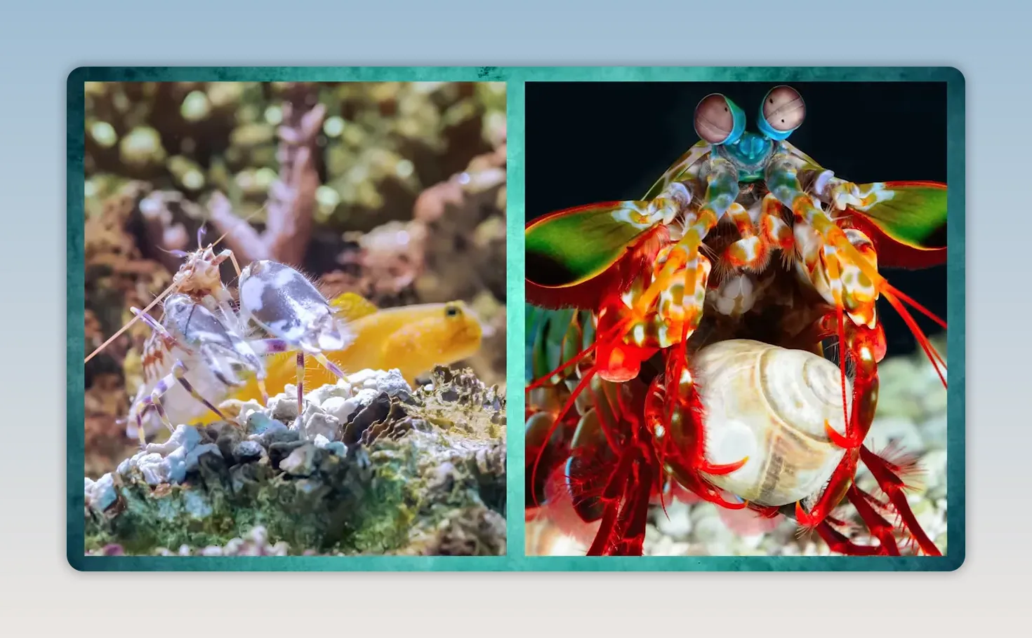 Side-by-side images of a pistol shrimp with goby and a colourful mantis shrimp