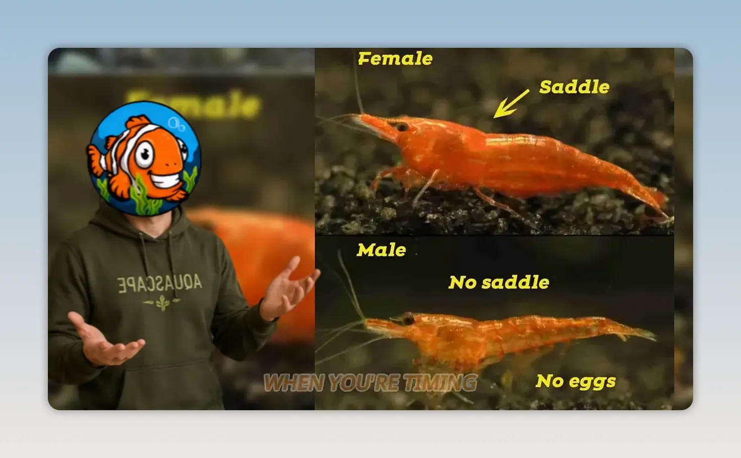 Comparison graphic showing a female shrimp with a saddle and a male shrimp without eggs