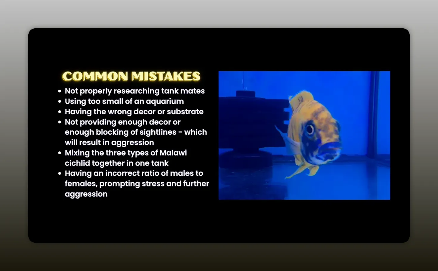 Common mistakes checklist beside a yellow and blue cichlid in an aquarium
