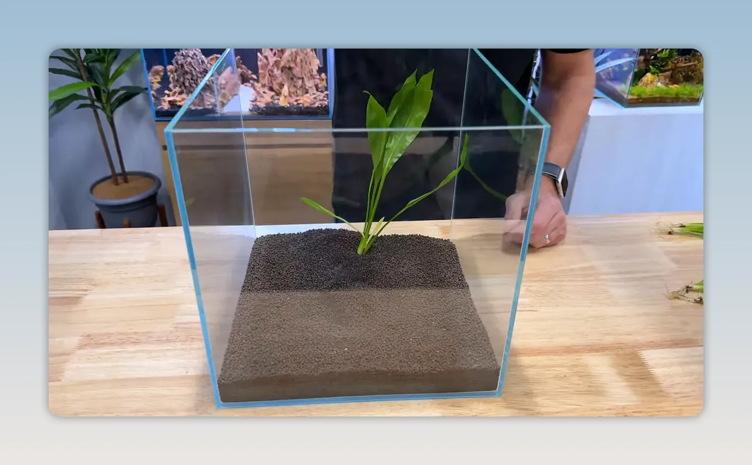 Amazon sword planted upright in dark aquarium soil inside a glass tank