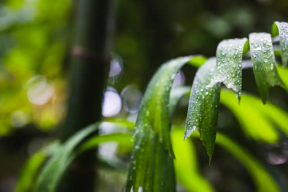 Dew drops on the green plant leaves