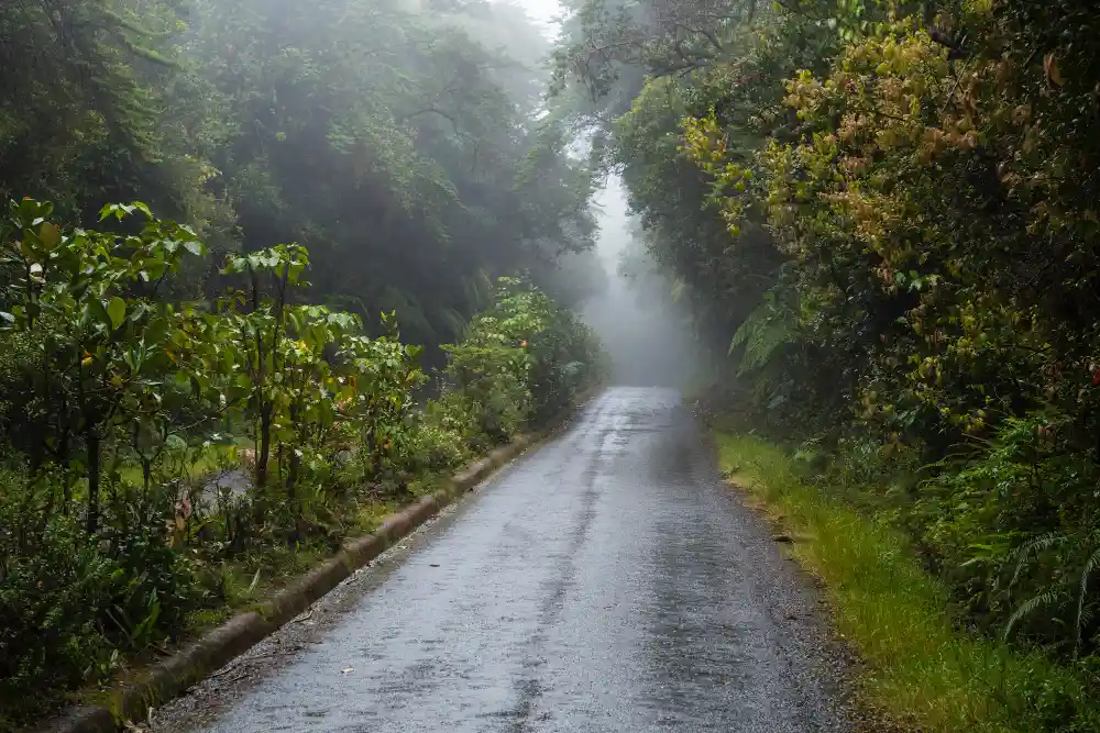 Rain-soaked road winding through a lush Costa Rican cloud forest