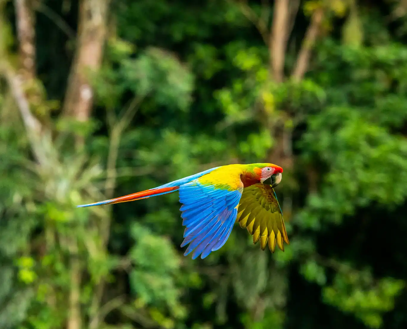 Colorful scarlet macaw flying against a dense green forest backdrop