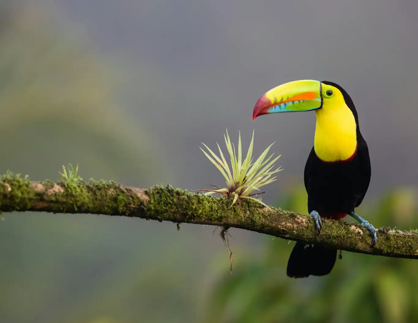 Vibrant keel-billed toucan perched on a mossy branch with a bromeliad plant in a misty Costa Rican forest