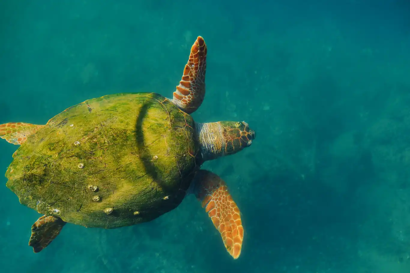 Sea turtle swimming in the clear waters of Costa Rica