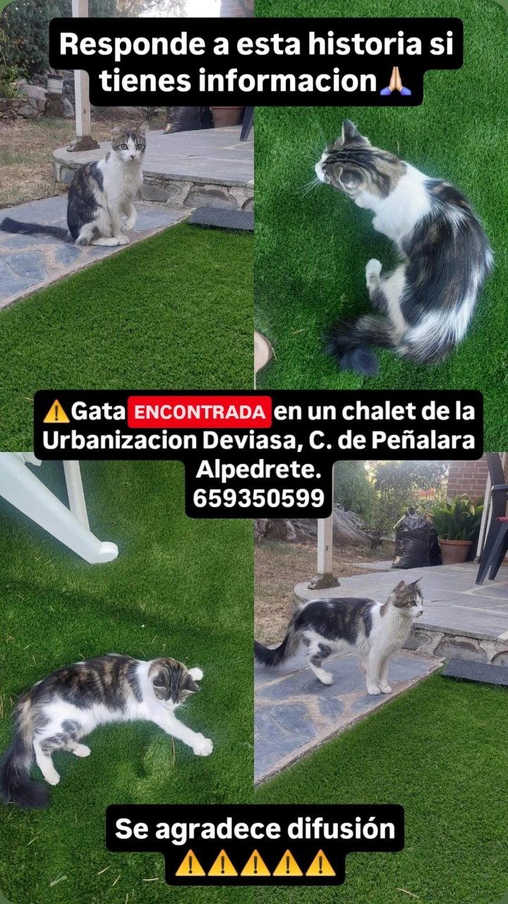 Gata ENCONTRADA en un chalet