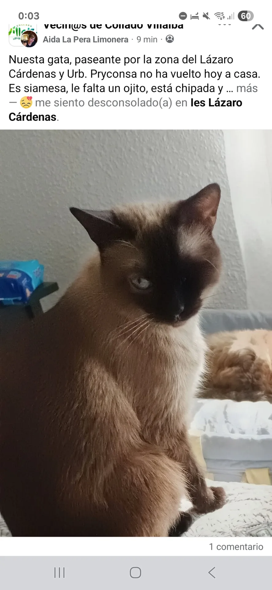 Gato