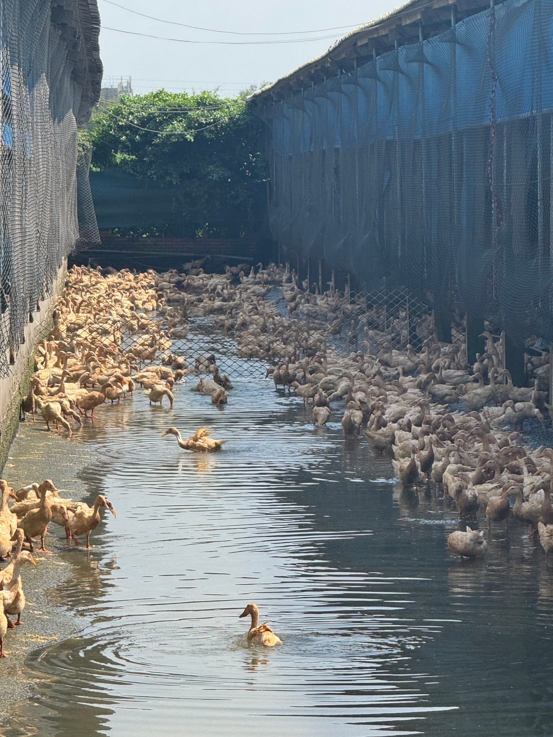 A瑪麻親訪友善鴨場，活水源中悠遊的鴨群是高品質鹹蛋黃的來源。