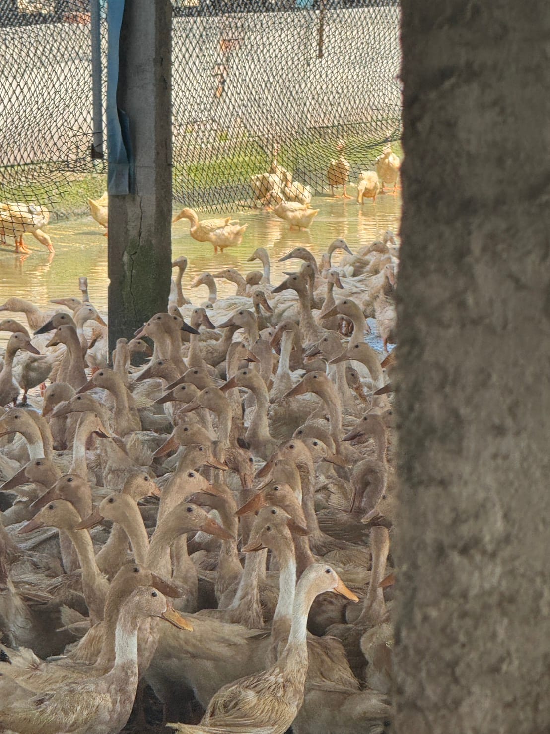 A瑪麻親自走訪養鴨場，挑選鴨蛋的源頭，鴨群在活水中自在悠遊。