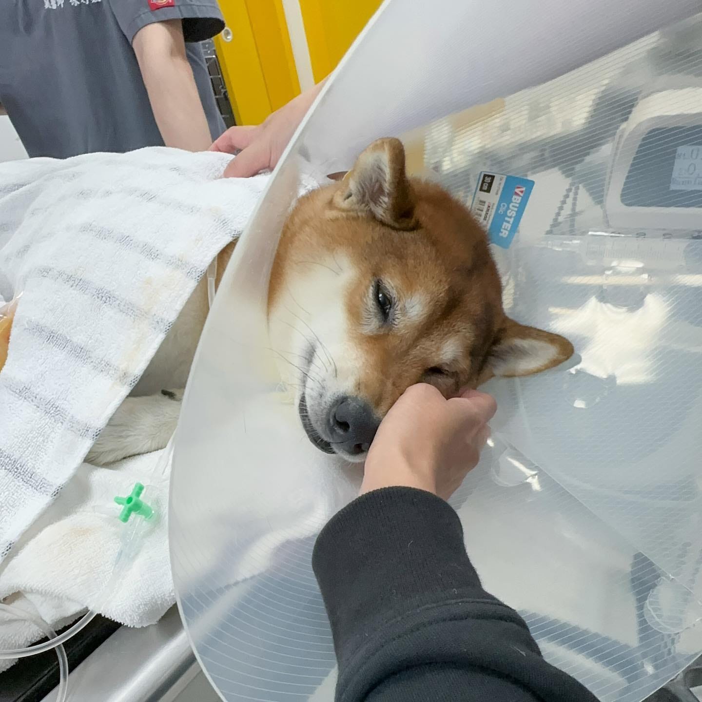 柴犬麻糬戴著頸圈休養，復健期的挑戰令人心疼。