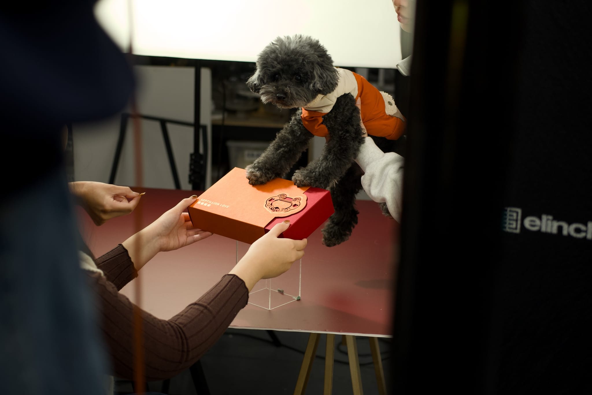 毛孩輕觸新春禮盒，工作人員協助拍攝可愛互動瞬間。